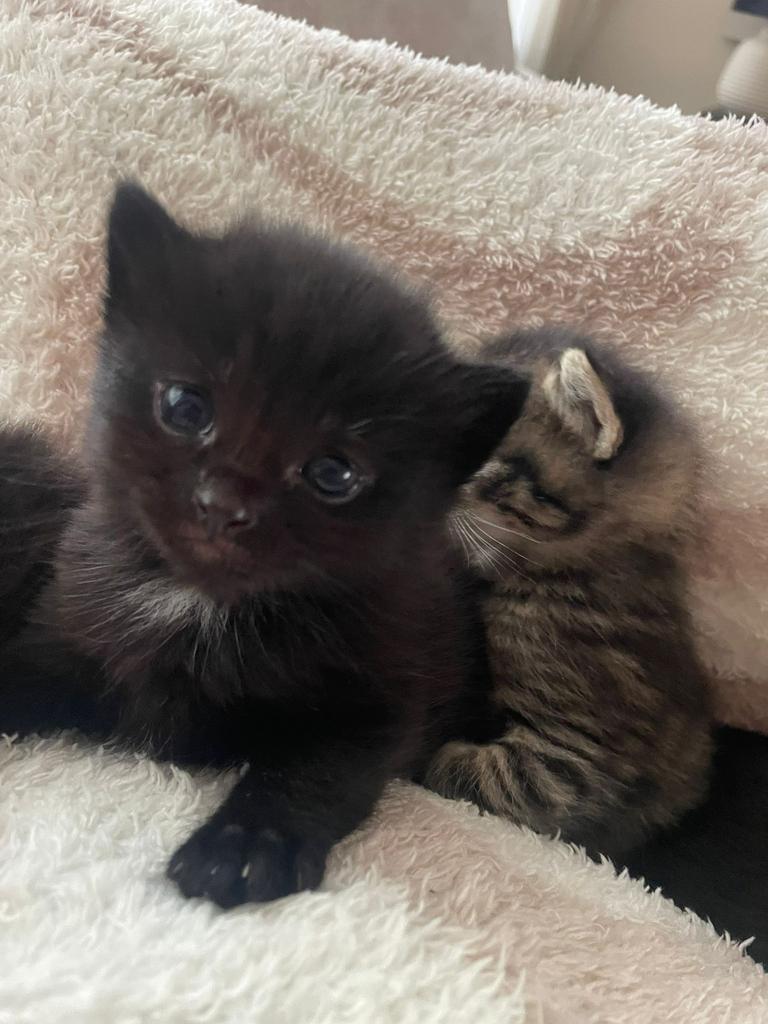 Brits korthaar nog 1 beschikbaar, Dieren en Toebehoren, Katten en Kittens | Raskatten | Korthaar, Meerdere dieren, Ontwormd