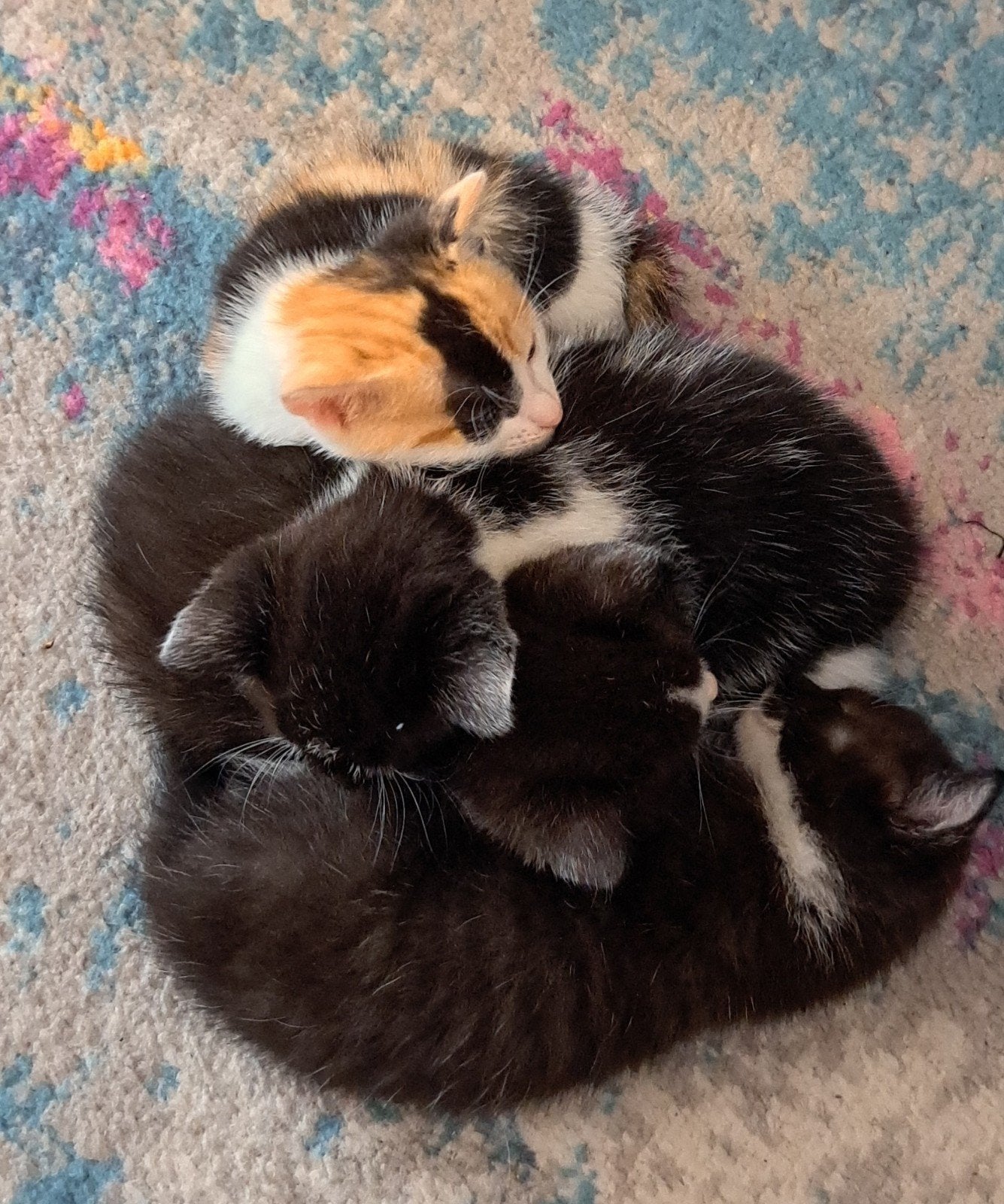 super lieve kittens