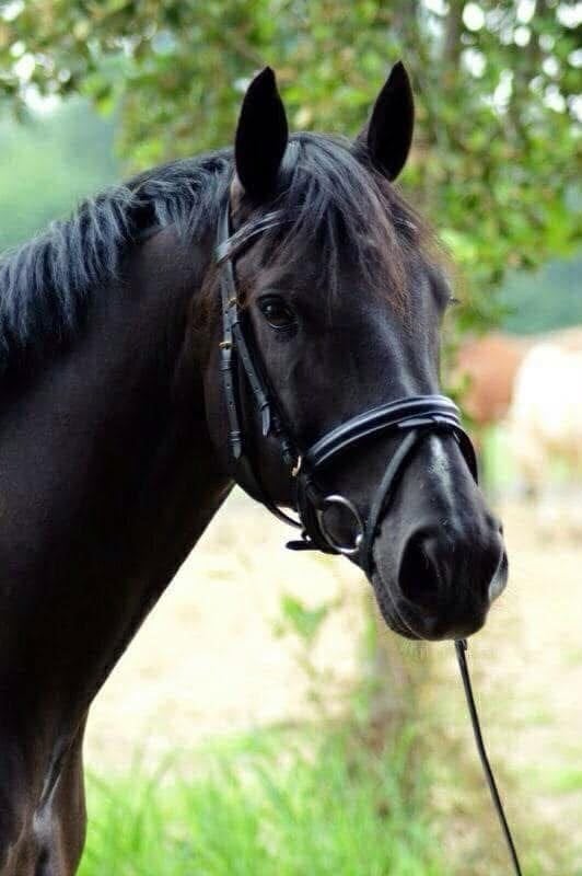 Super leuke D-pony van 23 jaar te lease (op jouw locatie), Dieren en Toebehoren, Gechipt, Ruin, L, 11 jaar of ouder