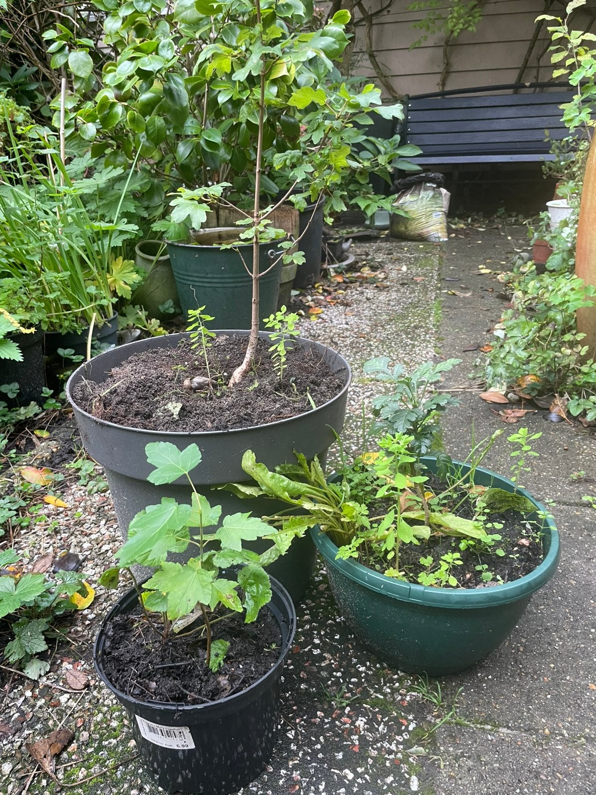 Boompjes. Oa nederlandse esdoorn, hazelaar. Gifvrij gekweekt, Tuin en Terras, Ophalen, Overige soorten, Volle zon