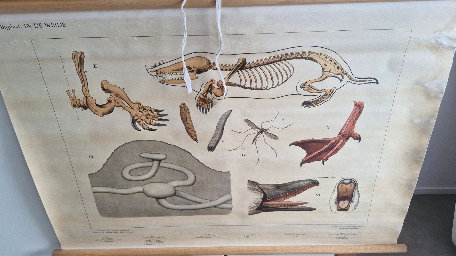 schoolplaat bijplaat in de weide, Antiek en Kunst, Antiek | Schoolplaten, Ophalen of Verzenden, Natuur en Biologie