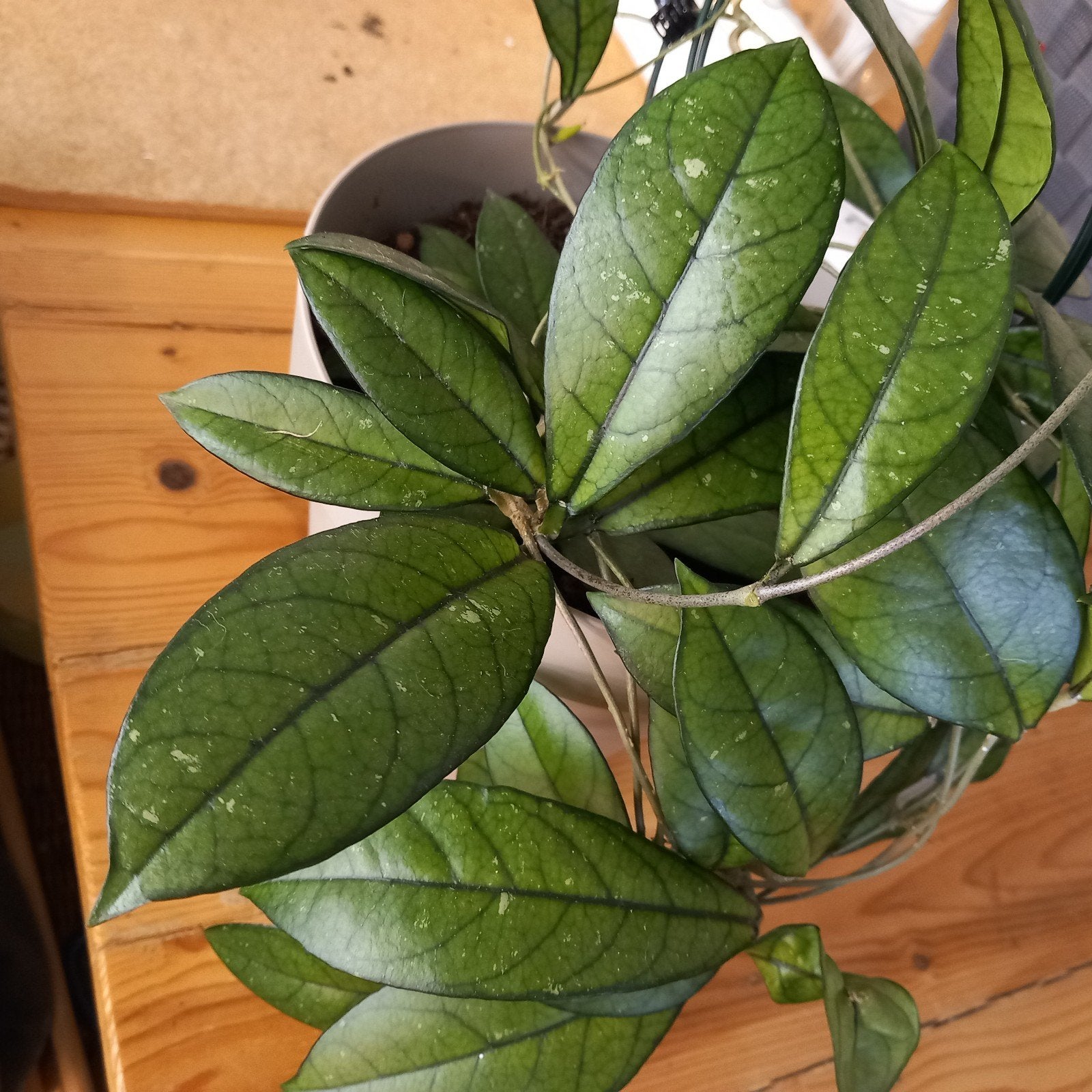 hoya crassipetiolata plant, Huis en Inrichting, Kamerplanten, Ophalen of Verzenden, Halfschaduw, Minder dan 100 cm
