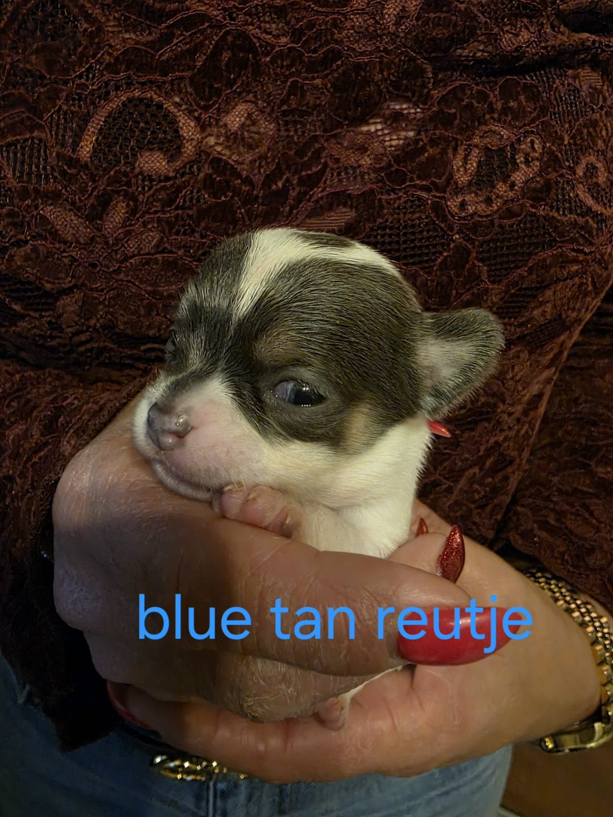 Prachtige raszuivere chihuahua pup reutje blue tan, CDV (hondenziekte), 8 tot 15 weken, Meerdere, Meerdere dieren