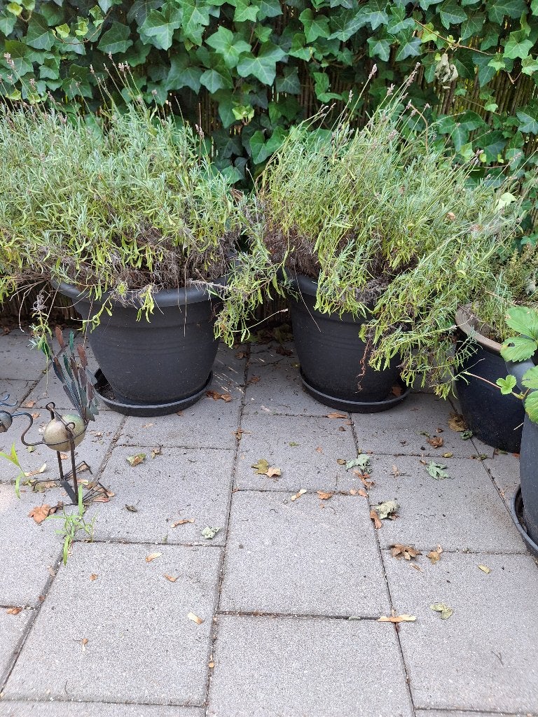 Extra grote bloempotten, Tuin en Terras, Bloempotten, Ophalen, Kunststof, Gebruikt, 40 cm of meer