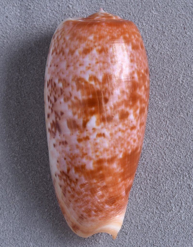 Schelpen: Conus bullatus 64,8mm (F+++), Ophalen of Verzenden, Schelp(en)