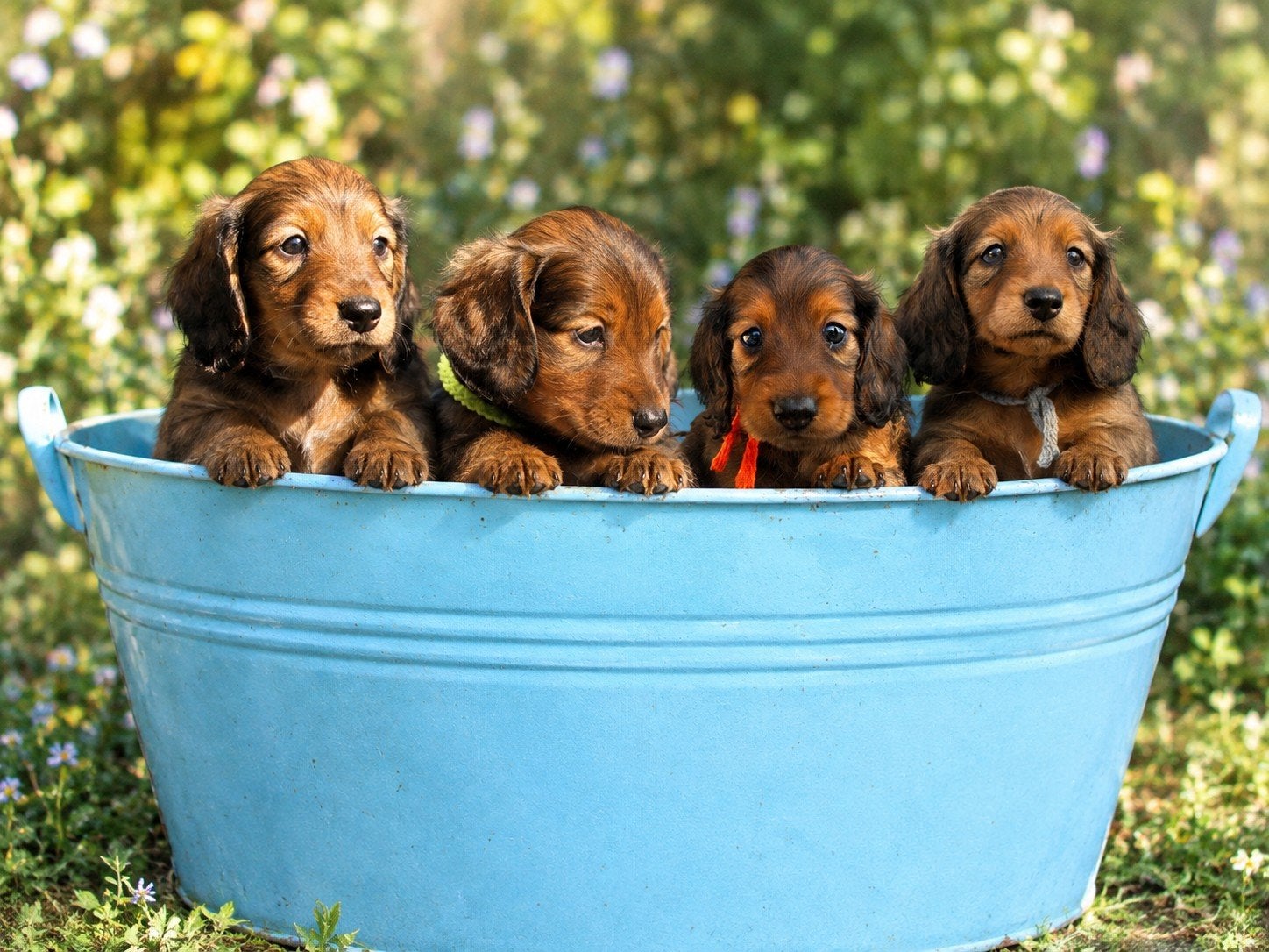 standaard  langhaar teckelpups, Standaard, Reu, CDV (hondenziekte), 8 tot 15 weken