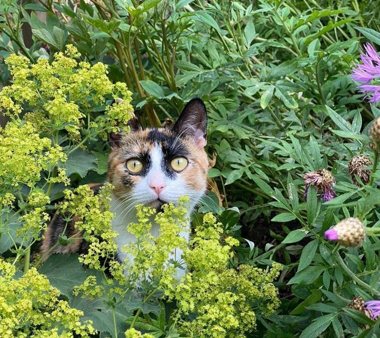 Boerderij of buitenplek grzocht voor deze lieve poes, Poes, Kortharig, 6 jaar of ouder