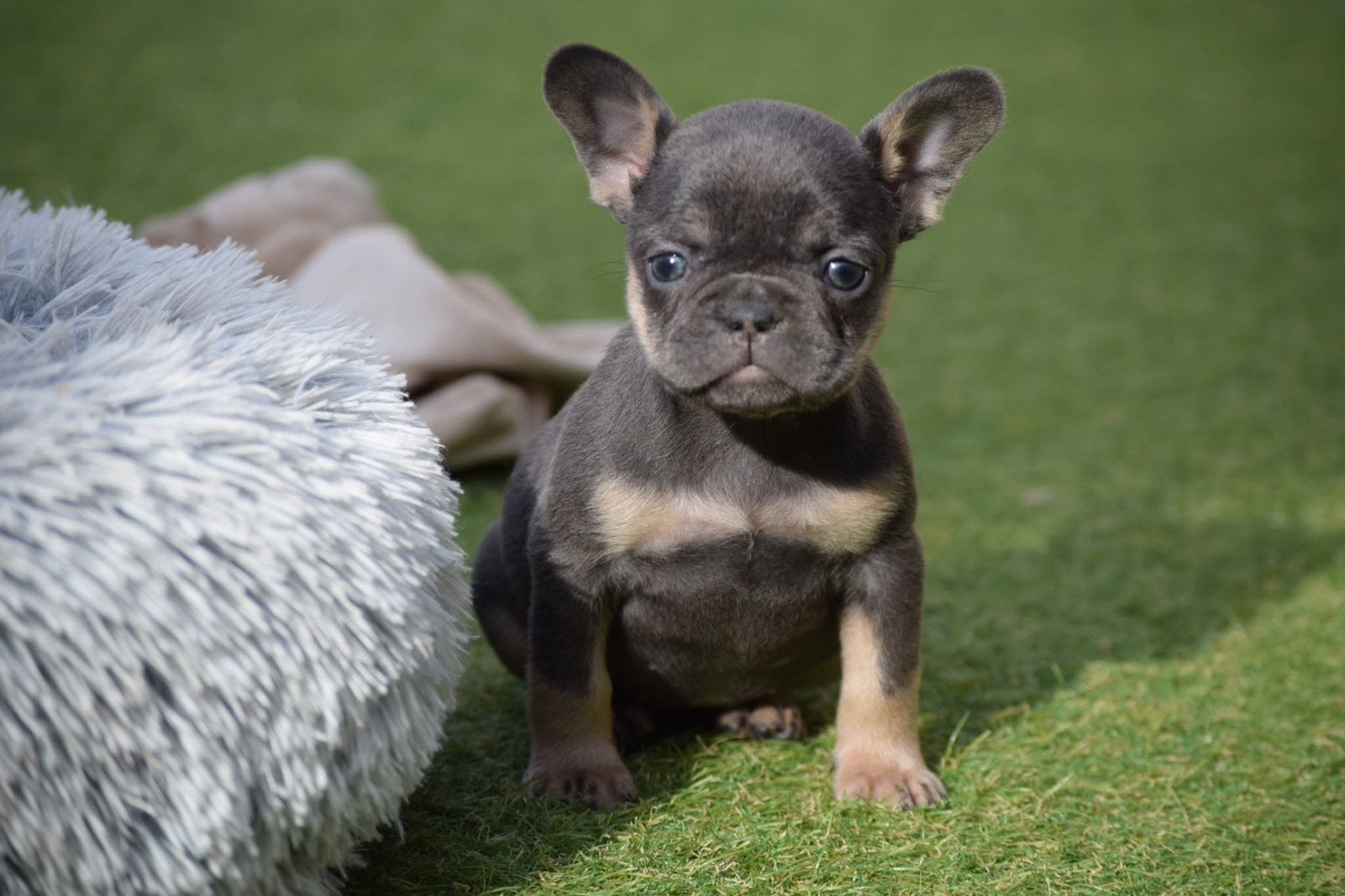🔥Super mooie franse bulldog pups🔥, Dieren en Toebehoren, Honden | Bulldogs, Pinschers en Molossers, 8 tot 15 weken, Bulldog