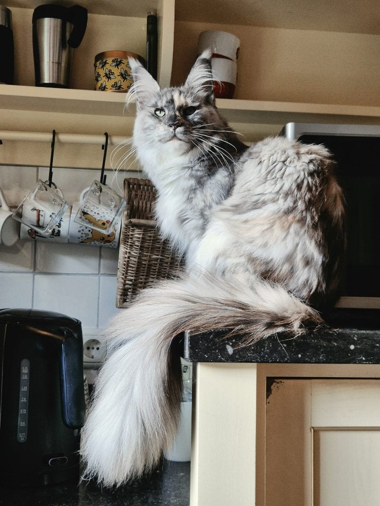 Maine Coon 1,5 jaar, Poes, Met stamboom, 0 tot 2 jaar