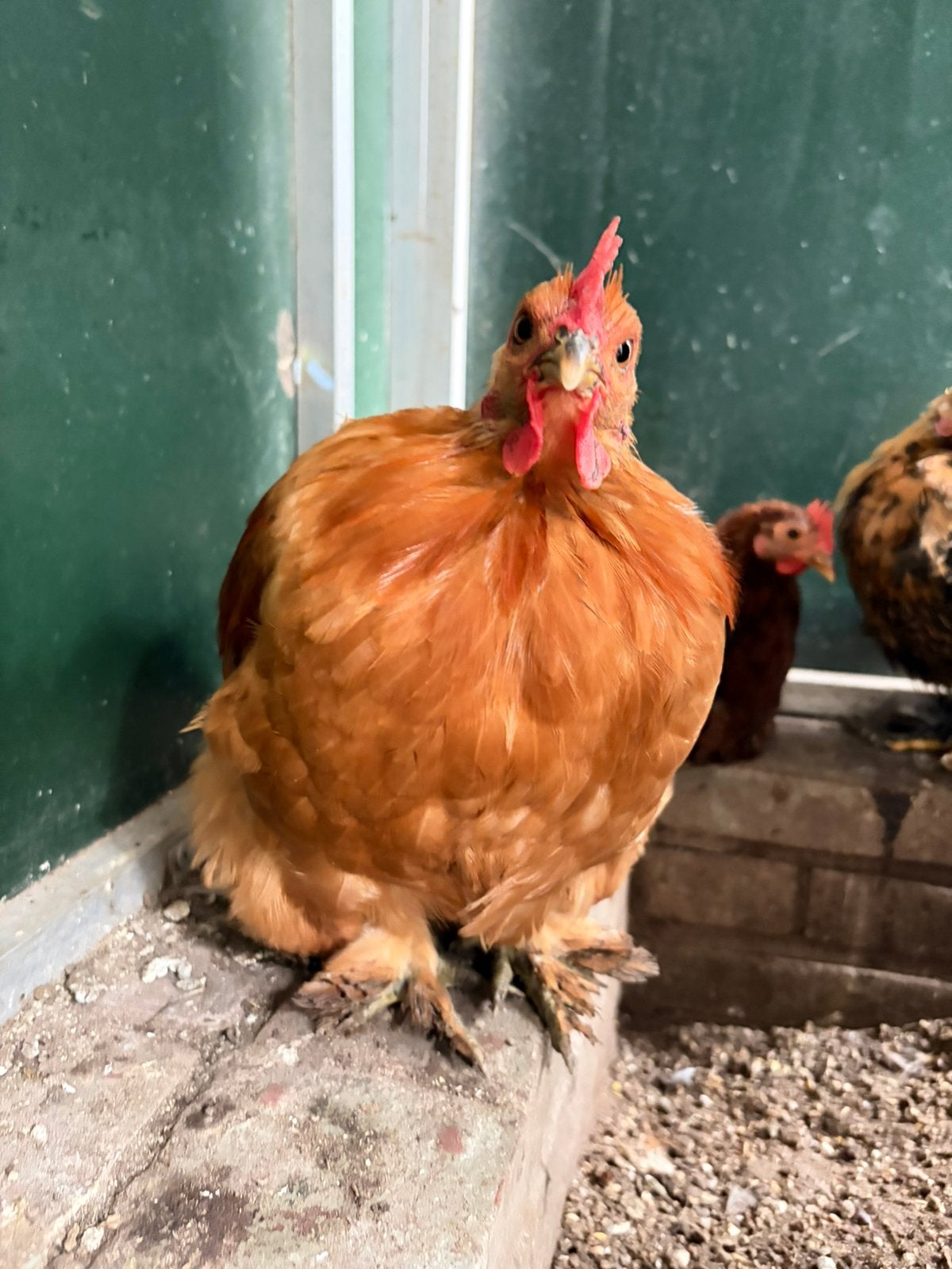 Gonnie, tamme cochin kriel, Dieren en Toebehoren, Pluimvee, Mannelijk, Kip