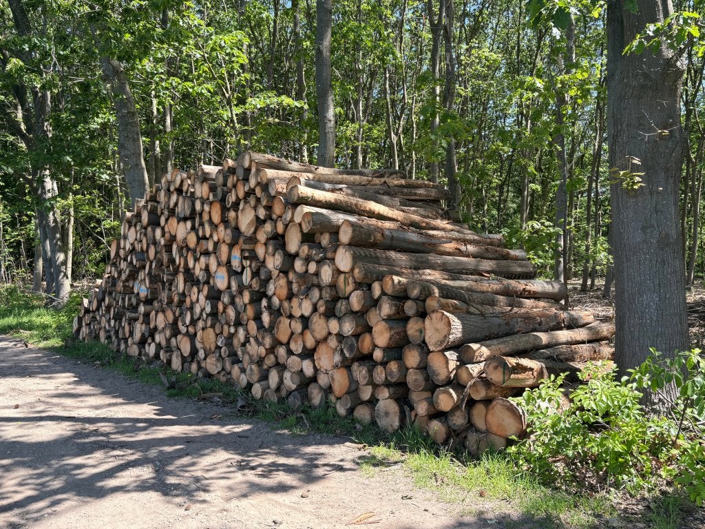 Stapels eikenstammen beschikbaar - met levering of EXW, 6 m³ of meer, Ophalen of Verzenden, Eikenhout, Stammen