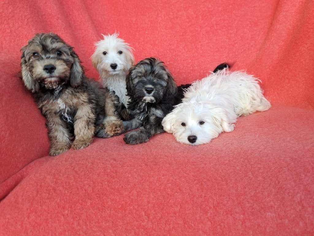 KNAPPE MALTIPOO PUPS, Parvo, Nederland, 15 weken tot 1 jaar, Overige rassen