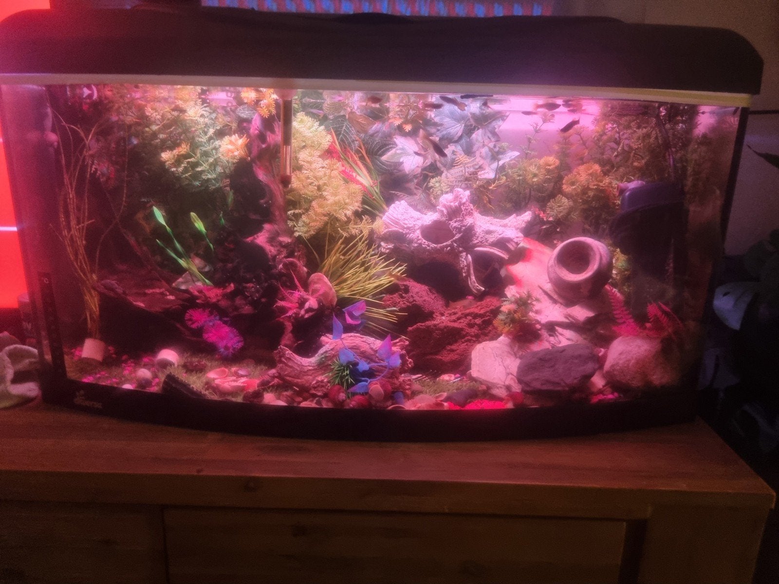 gezocht aquarium benodigdheden, Vis, Zoetwatervis