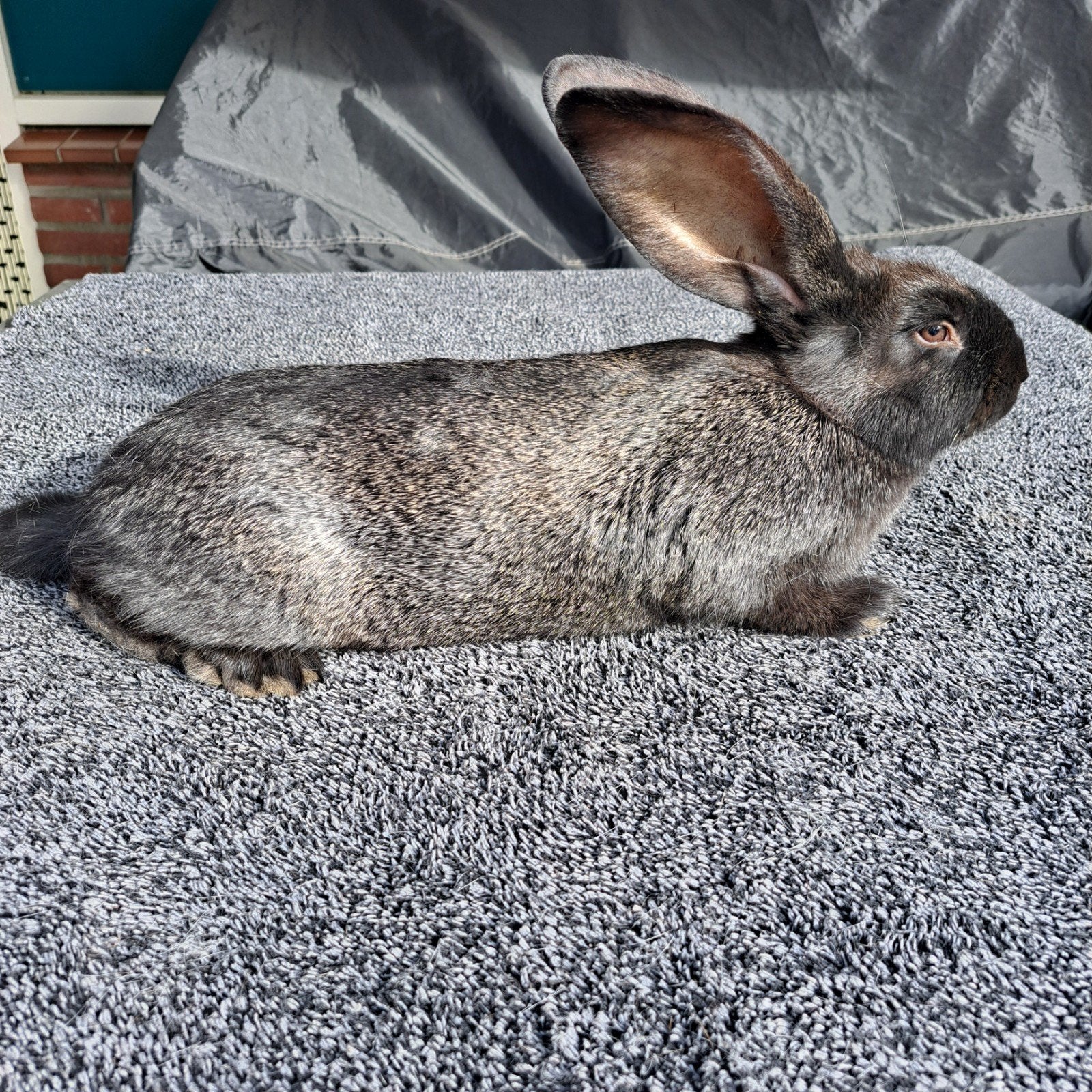 Vlaamse reus / Lotharinger, Dieren en Toebehoren, Vrouwelijk, Groot, 0 tot 2 jaar