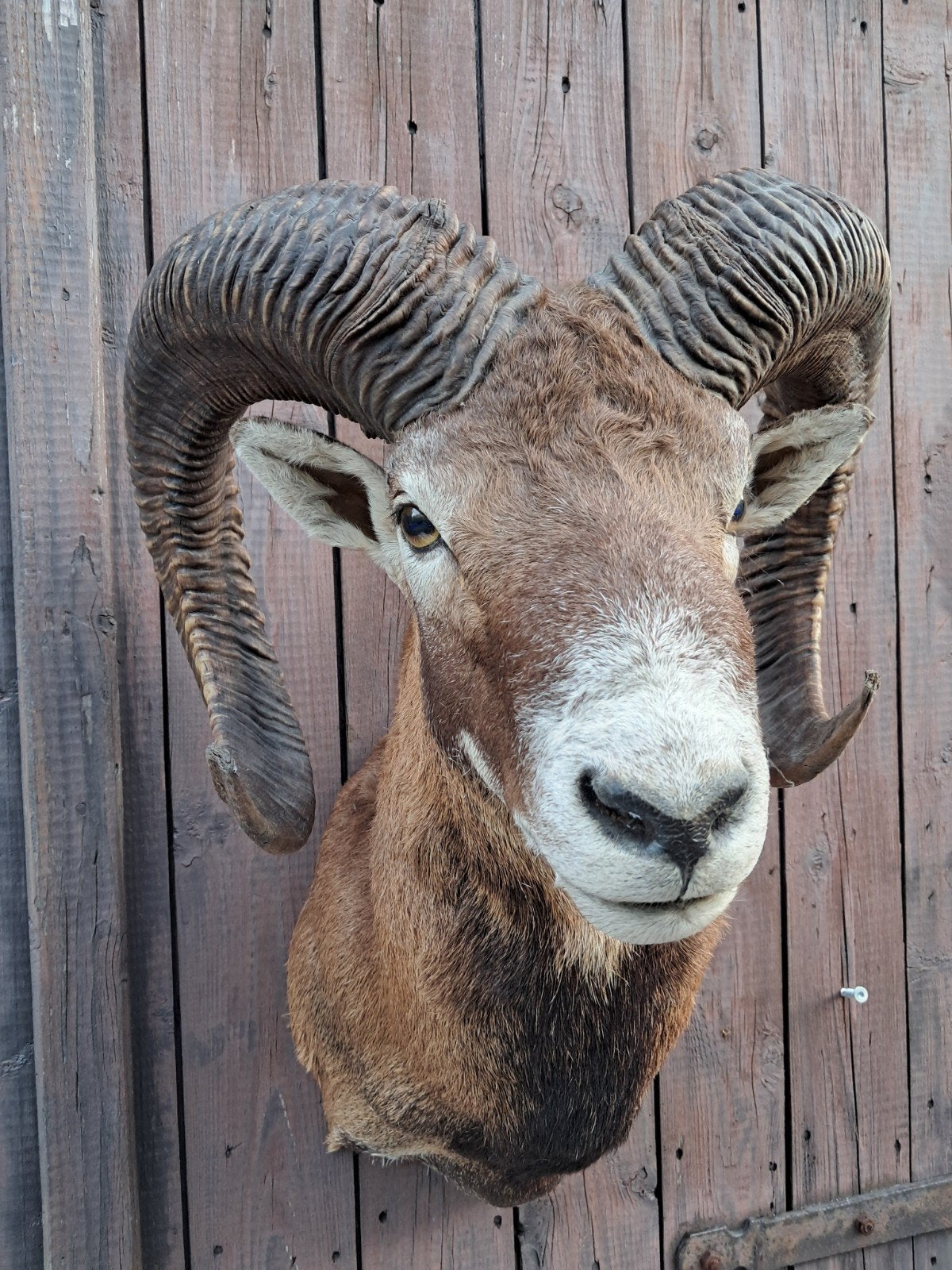 Blikvanger: Unieke Moeflon met Zeer Grote Hoorns!, Verzamelen, Dierenverzamelingen, Ophalen of Verzenden, Zo goed als nieuw, Wild dier
