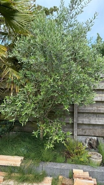 Zes jaar oude olijfboom - TEAB, Tuin en Terras, Lente, 100 tot 250 cm, Olijfboom, Ophalen