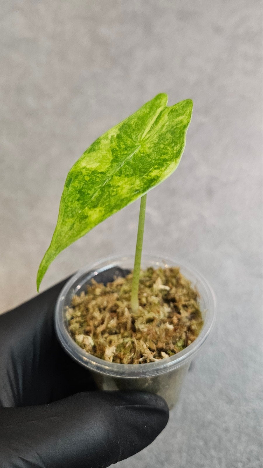 Alocasia Longiloba Albo (aurea) Variegata, Ophalen of Verzenden, Halfschaduw, Minder dan 100 cm