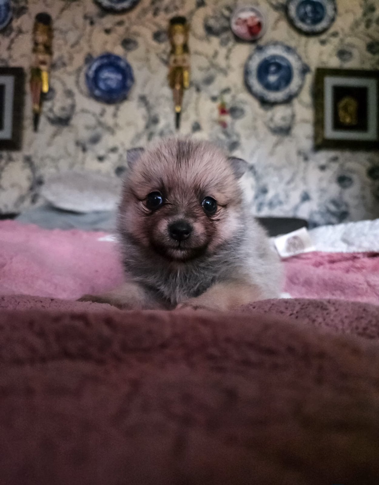 Raszuivere pomsky pomeriaantjes ♥️♥️♥️ de aller mooiste ❤️💕, Overige rassen, 8 tot 15 weken, Parvo, Meerdere dieren