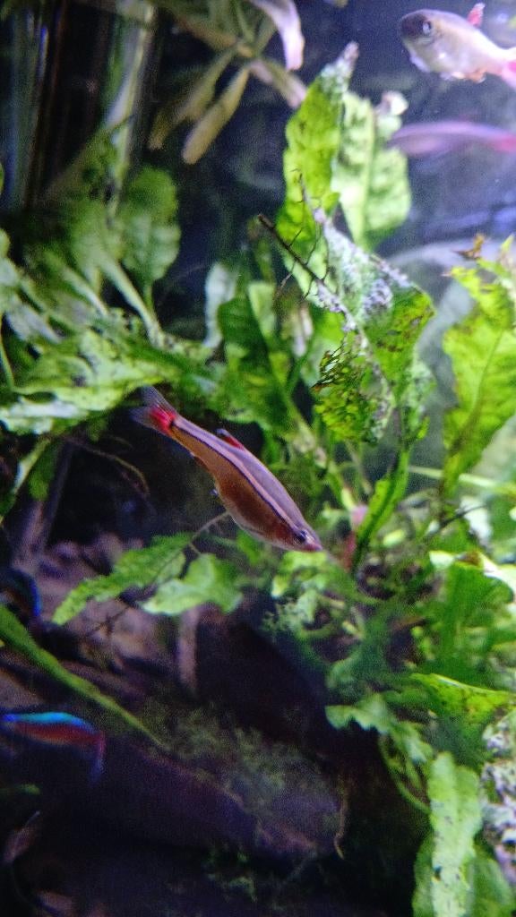 Chinese danio visjes, Dieren en Toebehoren, Vissen | Aquariumvissen, Vis, Zoetwatervis, Schoolvis