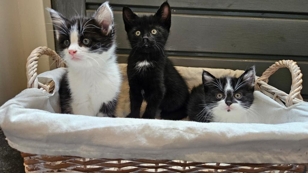 Lieve boerderij kittens, Dieren en Toebehoren, Meerdere dieren