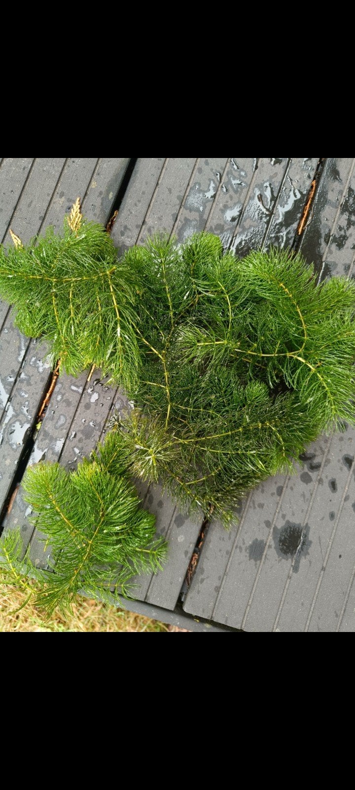 mooie waterplanten, Ophalen of Verzenden