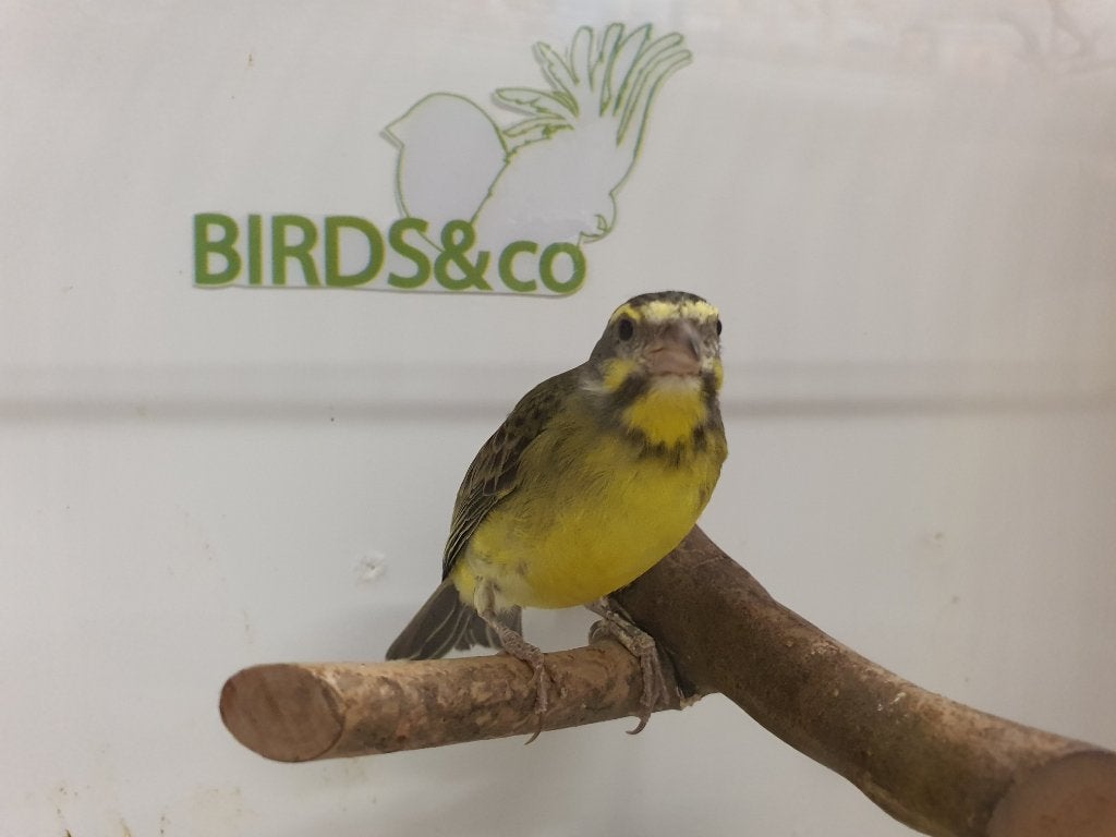 Poppen Mozambique sijsen beschikbaar, Dieren en Toebehoren, Vogels | Overige Vogels, Vrouwelijk, Tropenvogel
