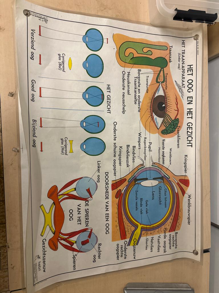 Vintage Anatomische Schoolplaat: Het Oog, Het Oor, De Neus (, Ophalen, Natuur en Biologie