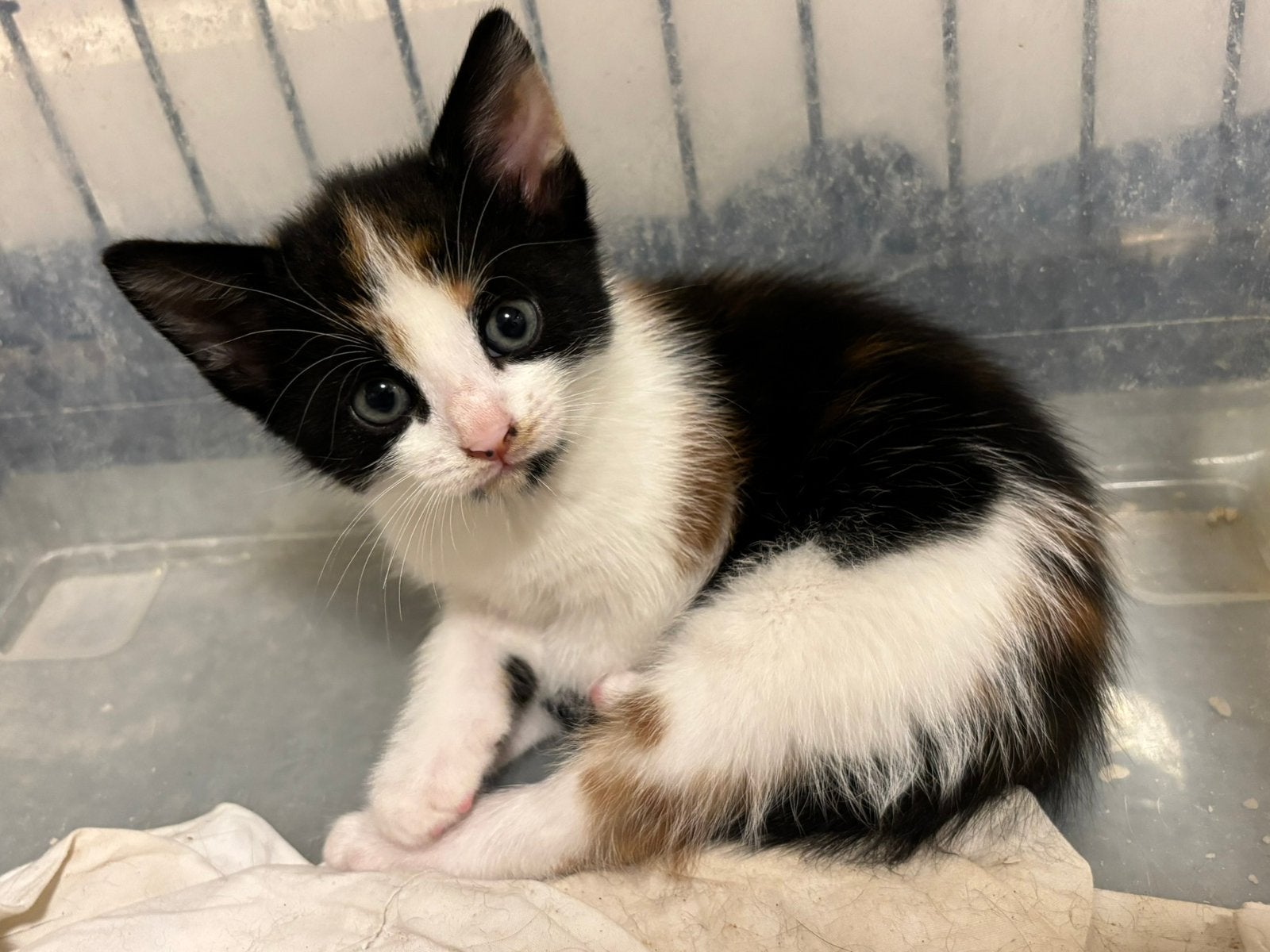 🥰 Super lieve sociale kittens 😀, Dieren en Toebehoren, Meerdere dieren, Kortharig, 0 tot 2 jaar