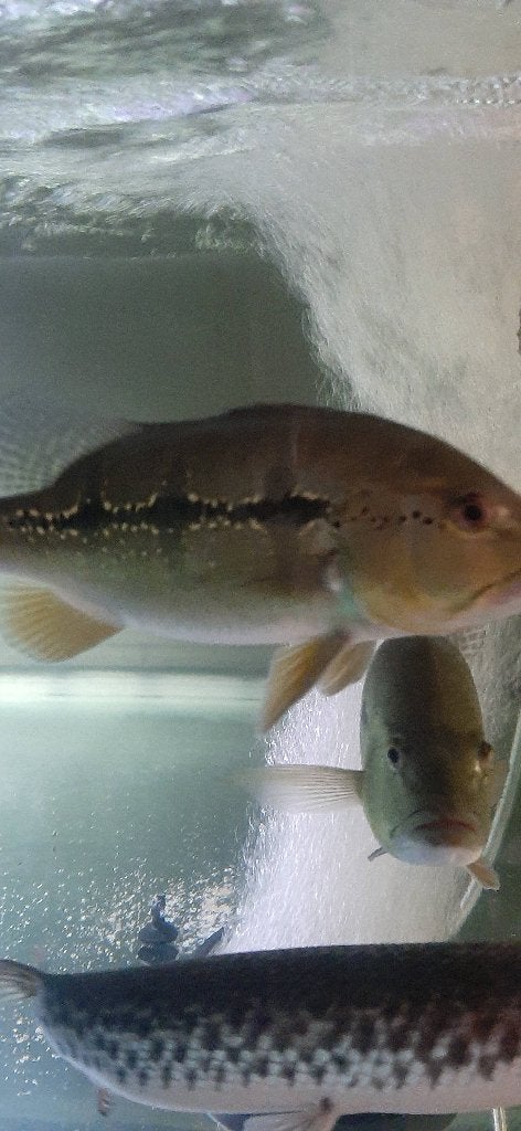 Cichlas te koop, Dieren en Toebehoren, Vissen | Aquariumvissen, Zoetwatervis, Vis