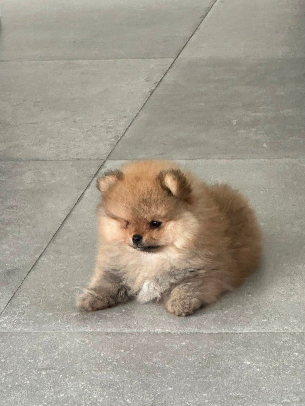 Pomeriaan pups / puppy’s (pommeriaan), Keeshond, Reu, 8 tot 15 weken, Parvo
