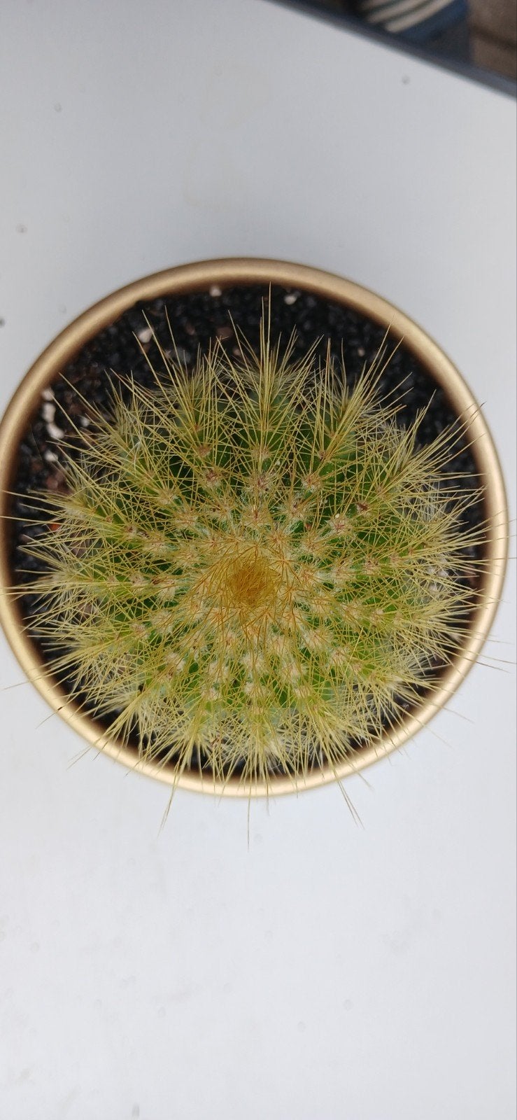 Parodia leninghausii - Gele Toorts Cactussen, Ophalen of Verzenden, Cactus, Volle zon, Minder dan 100 cm