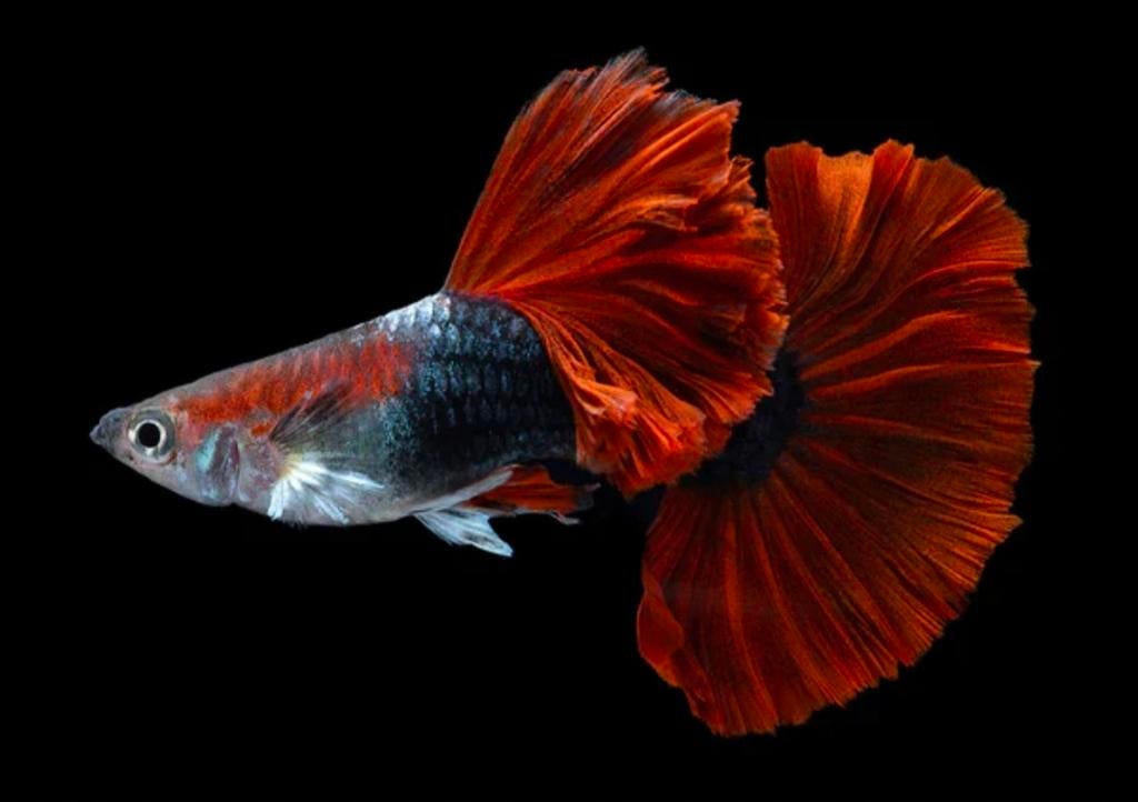 Jonge guppies half black red rose, Dieren en Toebehoren, Vis