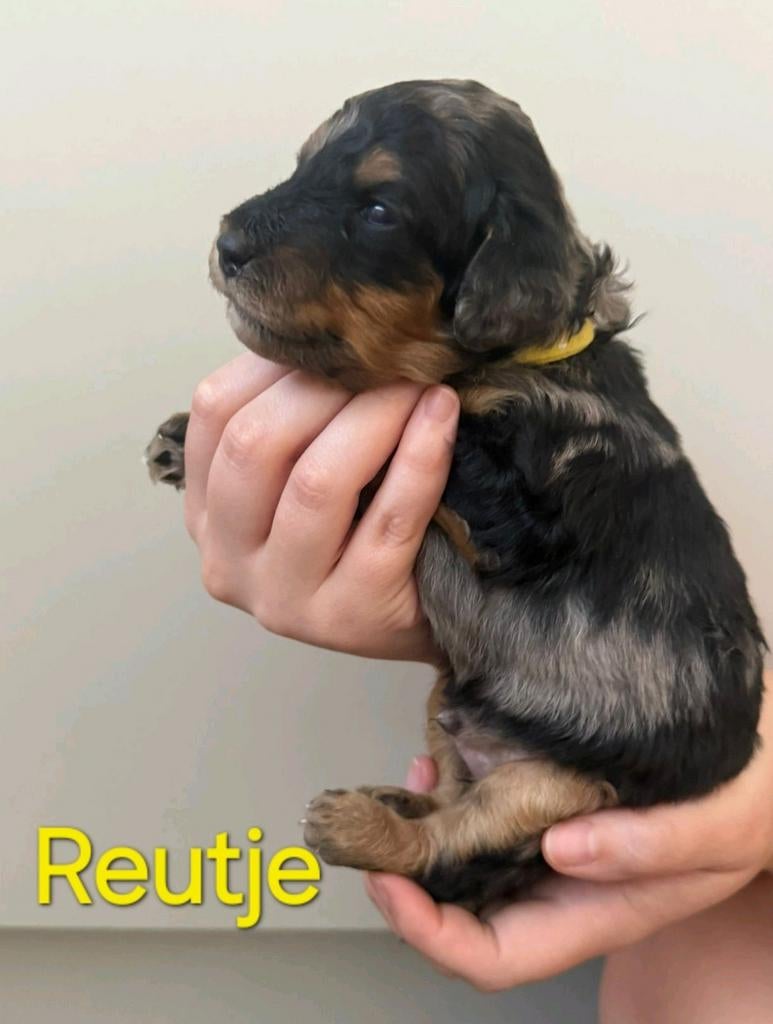 Prachtige medium  labradoodle pups uit geteste ouders, Overige rassen, 8 tot 15 weken, Meerdere dieren, Eén hond