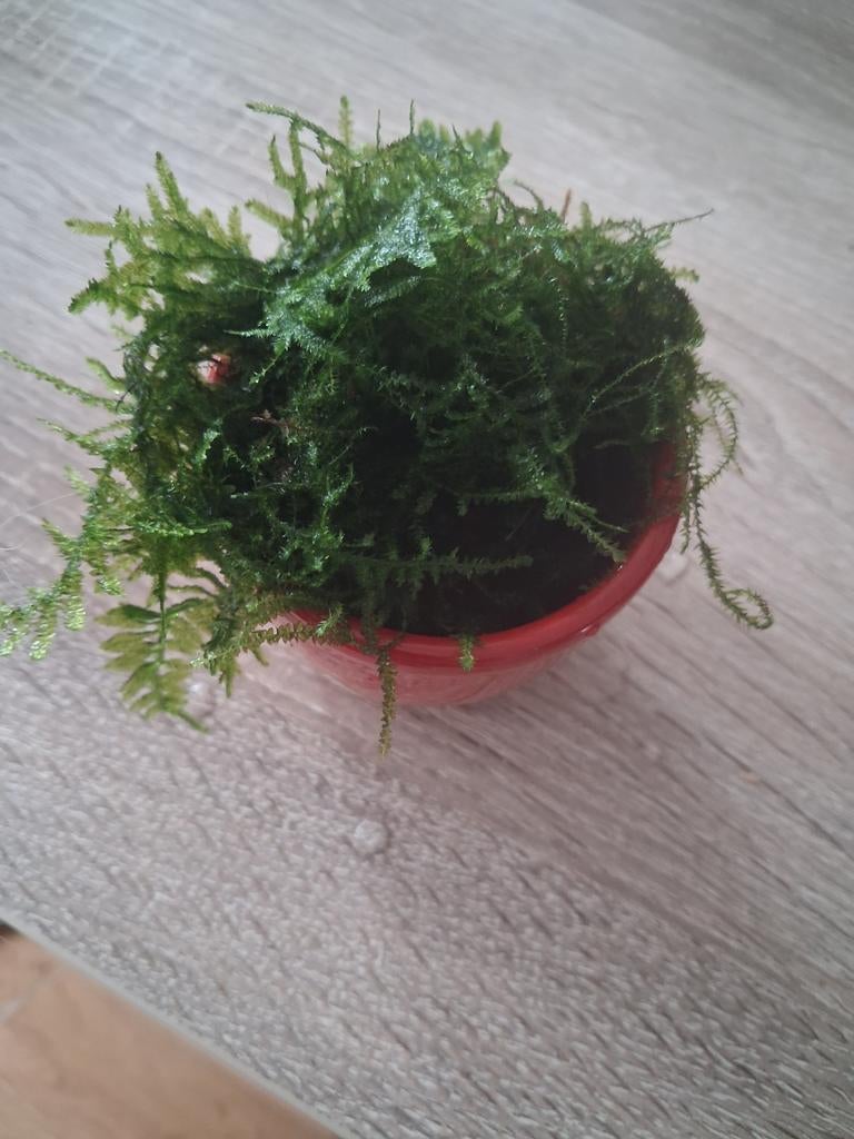 Javamos, Ophalen, Nieuw, Plant(en), Steen of Hout