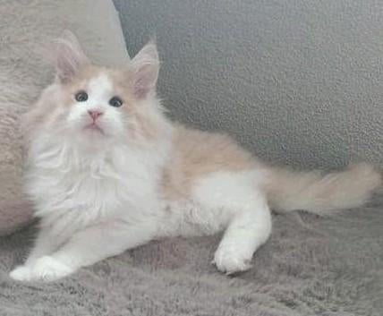 🩷 Prachtige mainecoon  kittens  nog 3  beschikbaar, Meerdere dieren, Ontwormd