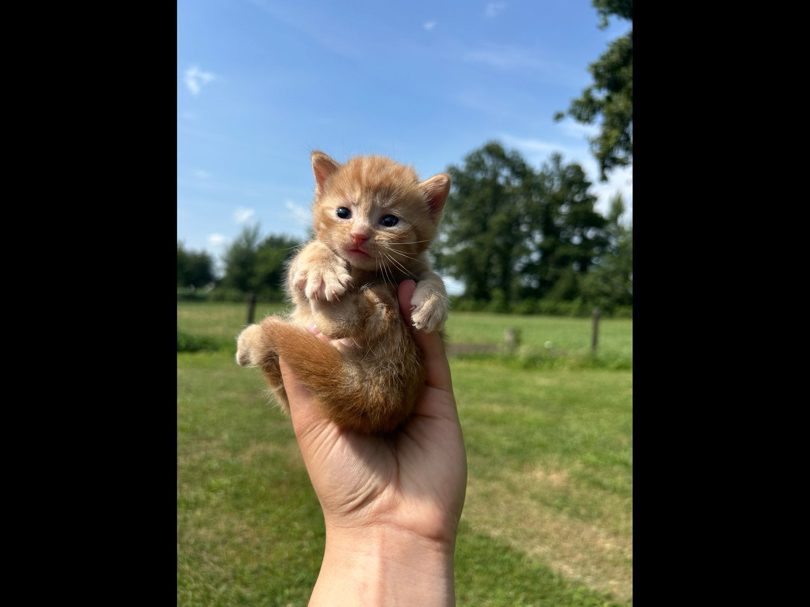 Kittens, Dieren en Toebehoren, Katten en Kittens | Raskatten | Korthaar, Poes, Ontwormd