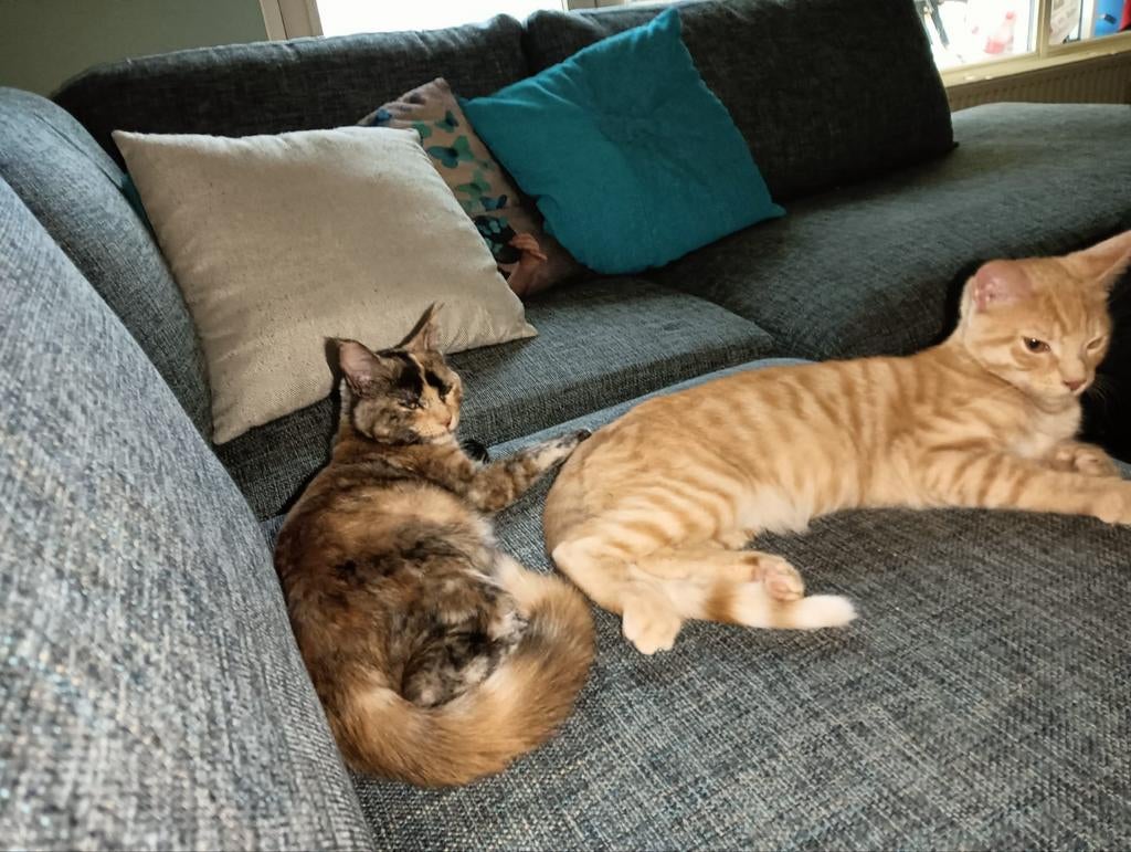 Half Maine coon's 2x kater, 1x poes, Dieren en Toebehoren, Katten en Kittens | Raskatten | Korthaar, Meerdere dieren, Ontwormd