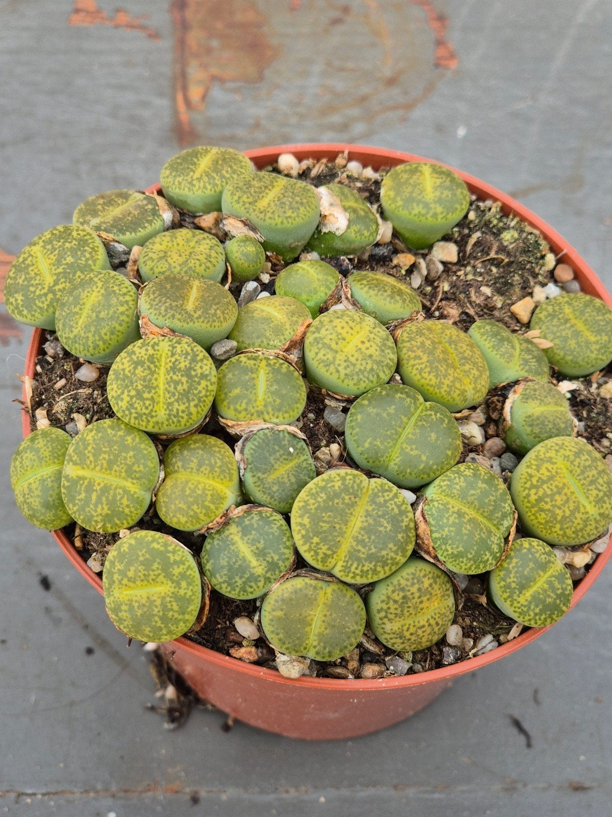 Lithops Levende stenen p8 (9), Huis en Inrichting, Kamerplanten, Ophalen of Verzenden, Halfschaduw, Minder dan 100 cm