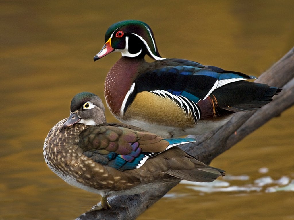 Watervogels/sietreenden te koop, Dieren en Toebehoren, Meerdere dieren, Eend