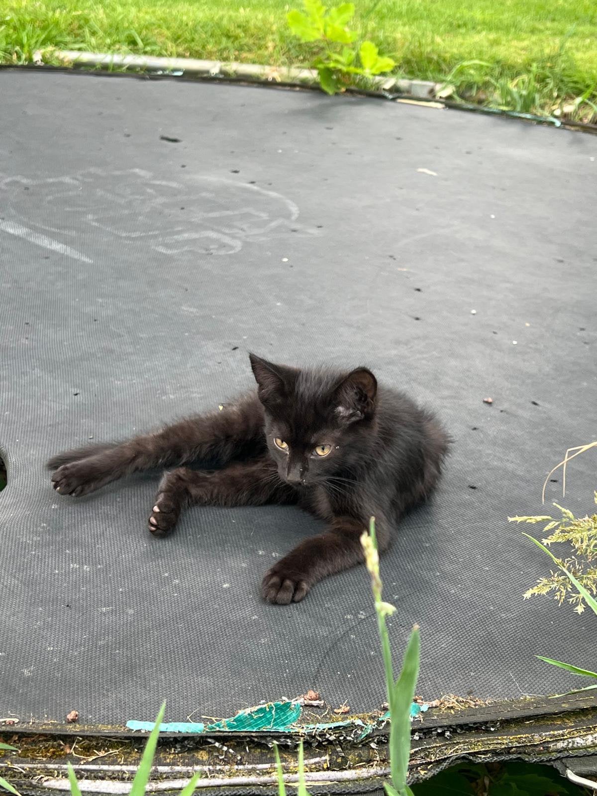 Boeren kittens te koop, Dieren en Toebehoren, Katten en Kittens | Raskatten | Langhaar, Meerdere dieren