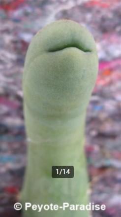 Penis Cactus (dun en lang) - De echte Penis plant !, Verzenden, Cactus, Volle zon, Minder dan 100 cm