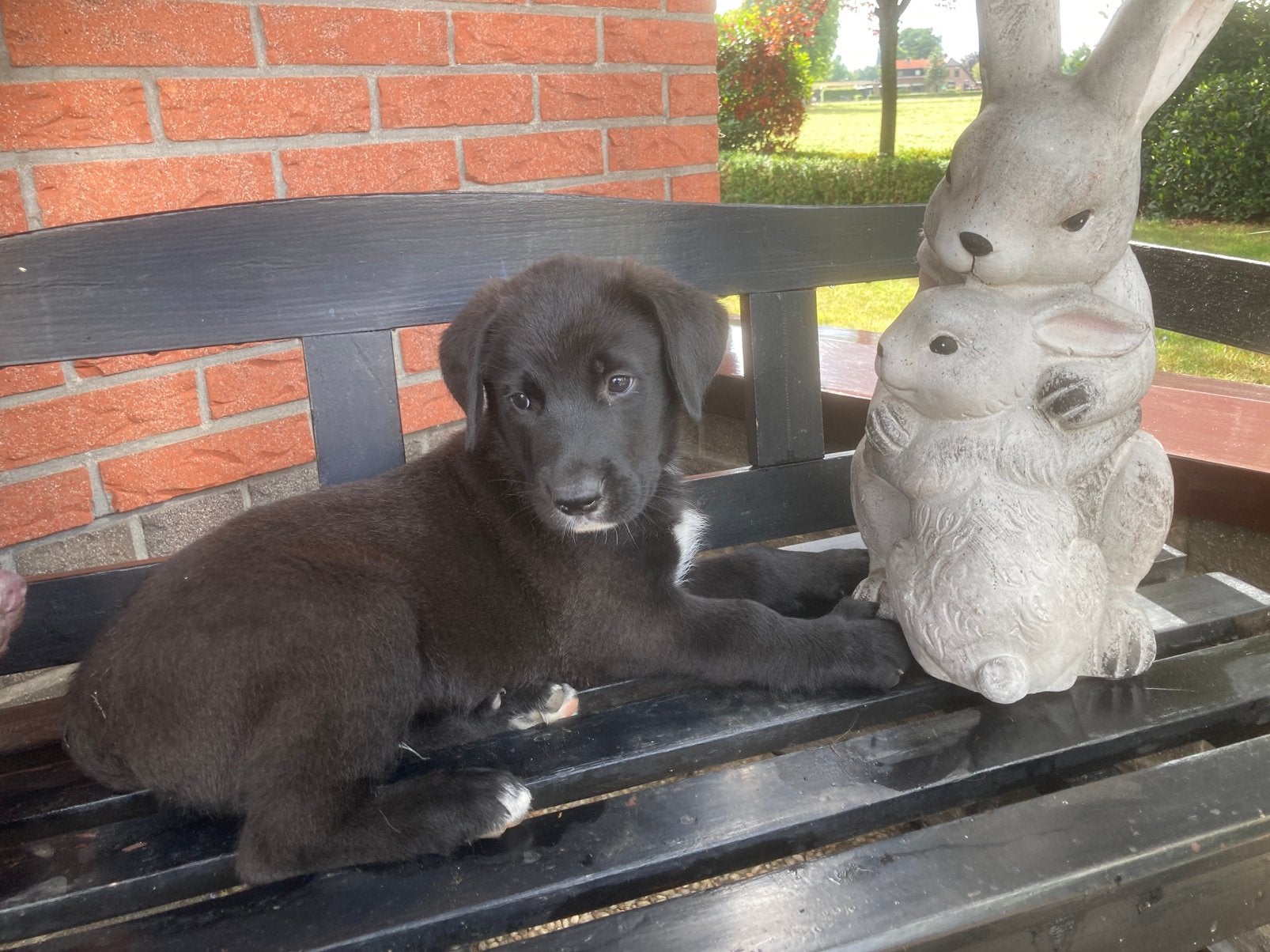Mooie kruising sint bernard pups, Parvo, Reu, 8 tot 15 weken, Meerdere