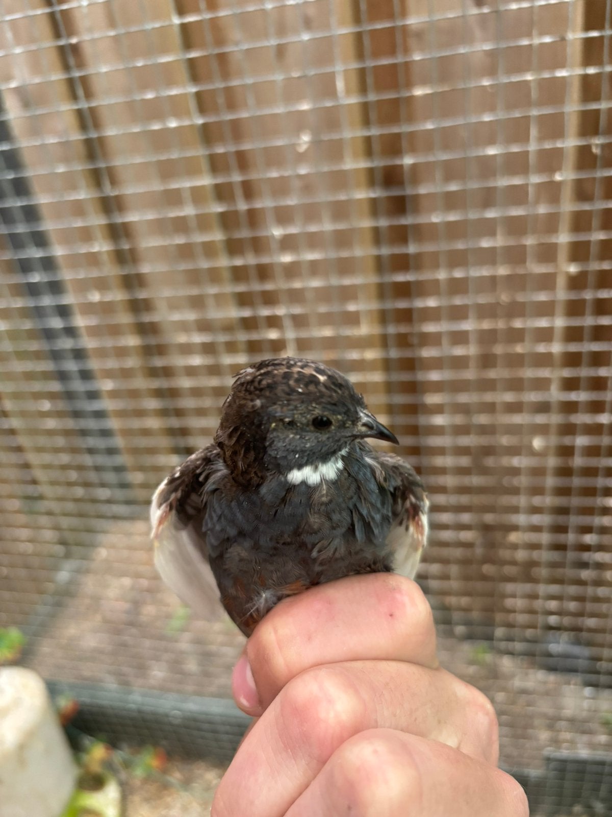 Jonge Chinese dwergkwartels hennen/hanen, Dieren en Toebehoren, Meerdere dieren