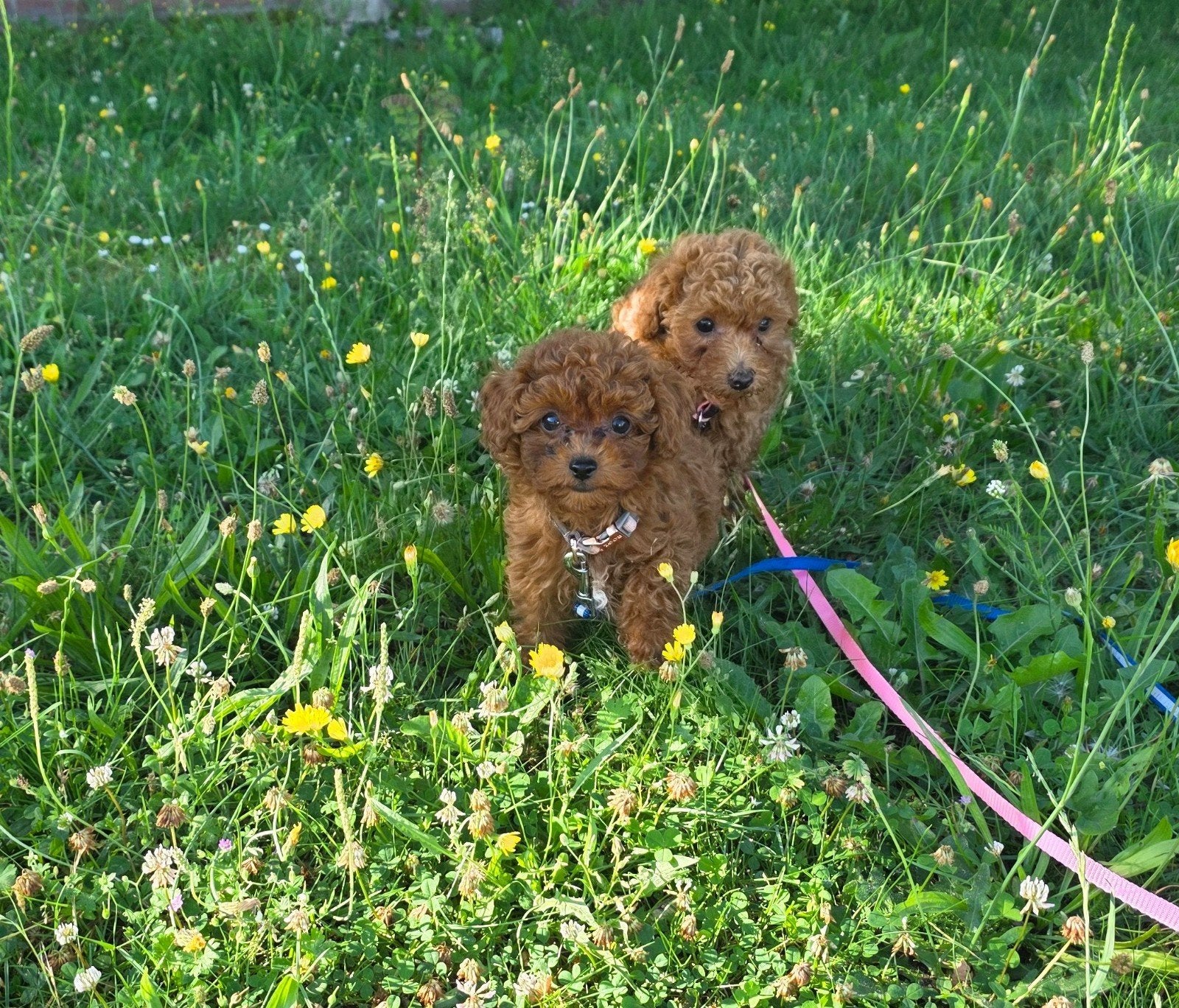 Prachtige gezonde rode Toypoedel pups, Parvo, Overige rassen, 8 tot 15 weken, Meerdere