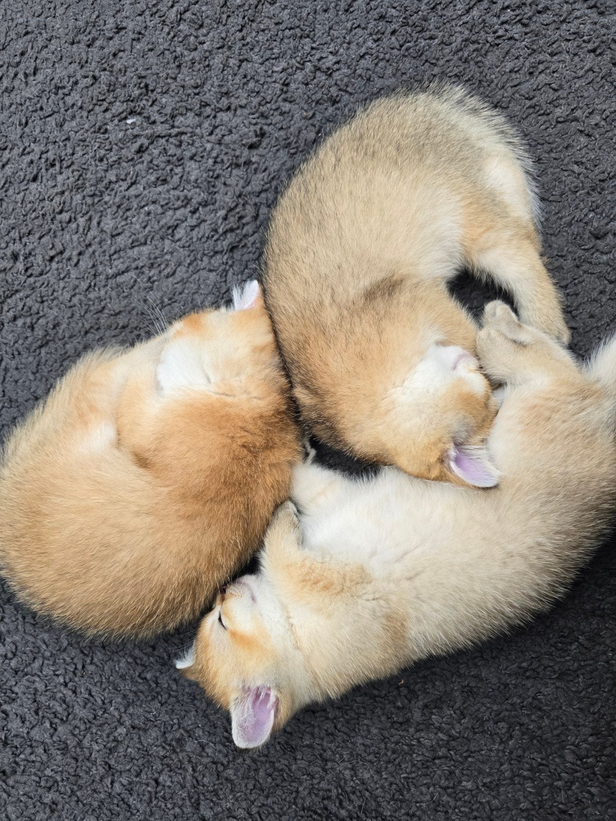 Prachtige black goldenshaded Brits korthaar kittens, Meerdere dieren, Kortharig, 0 tot 2 jaar