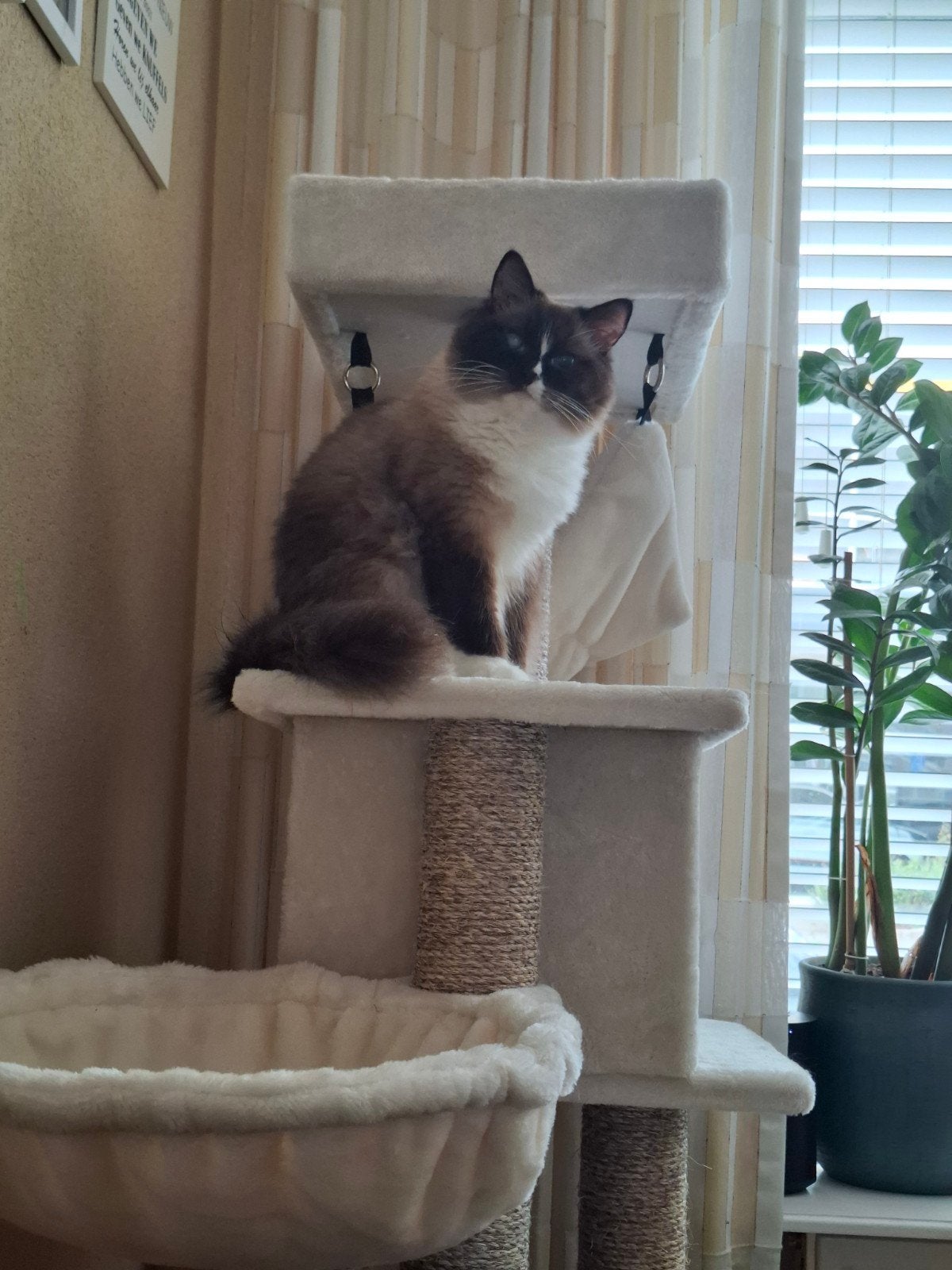 ragdoll poes 2 jaar, Dieren en Toebehoren, Poes, 0 tot 2 jaar