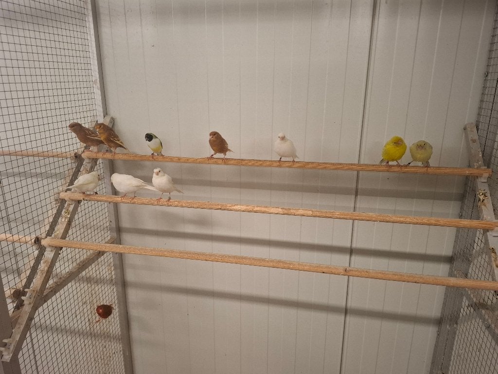 Kanaries in allerlei kleuren, Dieren en Toebehoren, Meerdere dieren, Kleurkanarie