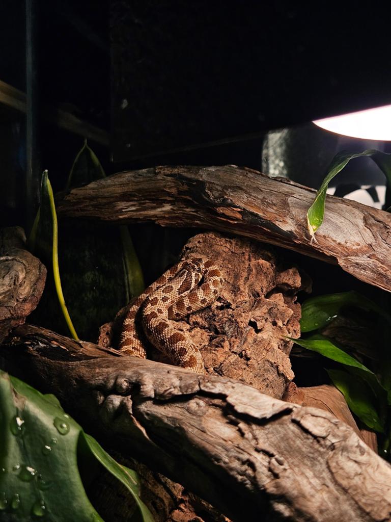 Haakneusslang man met bio actief terrarium, Dieren en Toebehoren, Reptielen en Amfibieën, Slang, Met terrarium, 0 tot 2 jaar