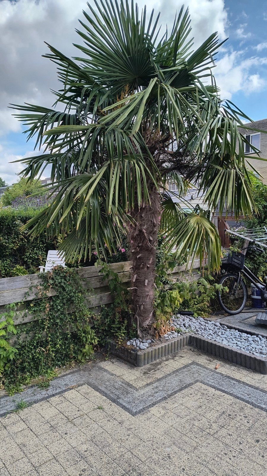 Grote palmboom - Trachycarpus fortunei, Volle zon, Vaste plant, Bloeit niet, Ophalen