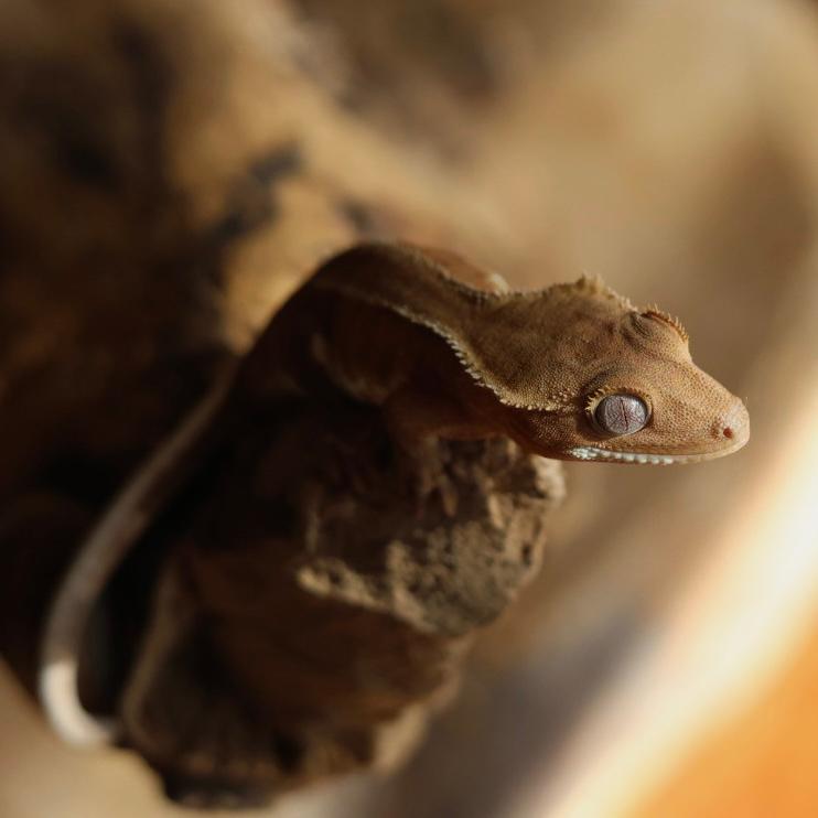 Mooie Phantom Lilly White Wimpergekko (Crested Gecko) Crested Gecko - unknown for sale from MaRa81